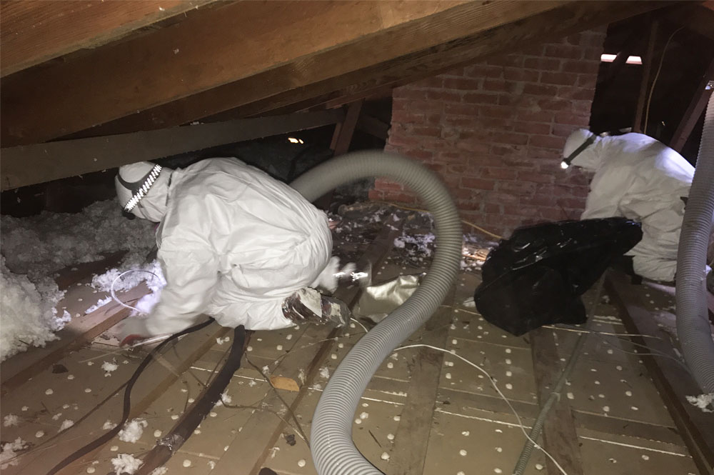 Rodent proofing and attic cleaning service